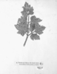 Puccinia apii image